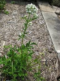 Image result for Anisosepalum