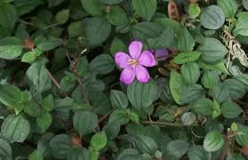 Image result for Heterotis rotundifolia