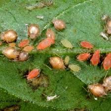 Which of the following 4 choices best describes the corn insect or related pest? Protecting Pollinators In Urban Areas Safe Use Of Integrated Pest Management Alabama Cooperative Extension System