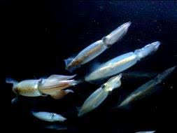 Image result for Phyla