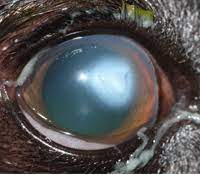 Eye Scratch Injuries In Puppiesthe Veterinary Expert Pet Health