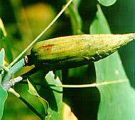 Each cottonwood tree produces thousands of fruits each summer, and each fruit has hundreds of seeds. What Tree Is It Oplin