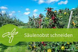 in unserem beitrag erfahren sie alles daruber wie sie saulenobst schneiden mit den von uns bereitgestellte saulenobst schneiden obstbaume schneiden obstbaume