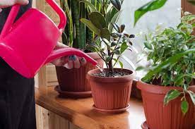 If you detect dampness, check back again in a day or two. How Much To Water Houseplants Expert Trick For Keeping Plants Alive