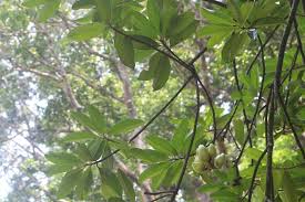 Image result for Pentadesma