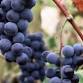 Naples Grape Festival