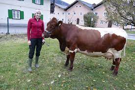 Schön, schöner am schönsten…….unsere Kuh! – Landwirtschaftliche Fachschule  Bruck