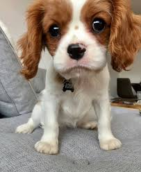 As a small breed, cavalier spaniels are quite convenient for most homes. Cavalier King Charles Spaniel For Sale Near Me Beagle Puppies For Sale