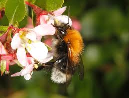 Image result for Bombus hypnorum