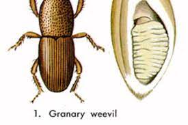 They come into our homes via contaminated packages etc and will quickly multiply where food is readily available. How To Get Rid Of Grain Weevils In Your Wheat Flour Kitchn