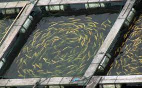 The canadian company dmg received the title of the most loved mining farm among miners, placing itself first in the top 10. Canada S Sustainable Bitcoin Mining Used To Farm Fish And Crops Bitcoinist Com