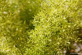 Image result for Asparagus petersianus