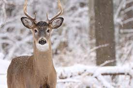 7 ways to make your garden or yard more winter wildlife friendly - Cottage Life