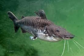 Tijgermeerval Tiger Shovelnose Catfish Catfish Animals Fish Pet