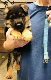 Maybe you would like to learn more about one of these? Buy German Shepherd Puppies For Sale