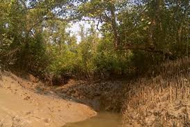 Image result for Malouetia mildbraedii