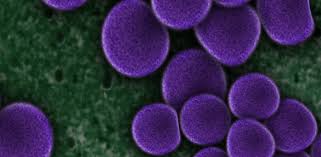 Stafilococul auriu locuieste în nas la copii si adulti dar și pe piele la persoanele sănătoase. Stafilococ Auriu In Nas Cum Se Manifesta La Copii Mami Si Copilul