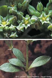 Image result for Polycarpon