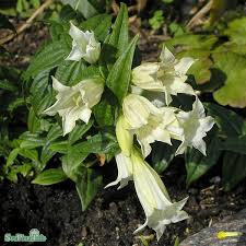 Image result for Gentiana asclepiadea alba