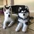 8 Things You Need to Know Before Purchasing a Pomeranian Husky