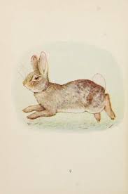 Bad Bunny Clipart Black And White The Story Of A Fierce Bad Rabbit This Is A Fierce Bad Rabbit Bunny Painting Beatrix Potter Illustrations Animal Illustration