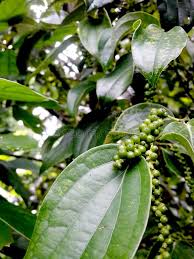 The zero you deserve is finally here. Peper Plant Pepper Can Be Grown In Soil That Is Neither Too Dry Nor Susceptible Ad Soil Dry Susceptible Grown Peper Ad Plants Plant Leaves Soil