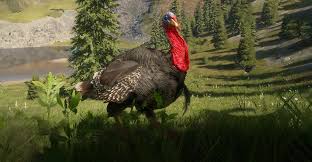 The heaviest turkey ever raised was 86 pounds, about the size of a large dog. Turkey Thehunter Call Of The Wild Wiki Fandom