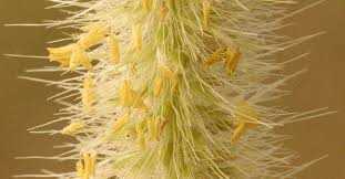 Image result for Cenchrus caudatus