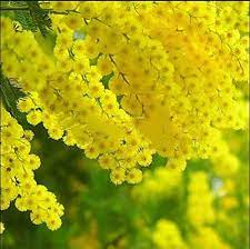 Portal Cool 20 Golden Mimosa Plants Acacia Baileyana Yellow Wattle Tree Flower Plants Seeds Buy Online In Saint Vincent And The Grenadines At Saintvincent Desertcart Com Productid 130616472