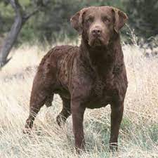 Chesapeake Bay Retriever Dog Breed Information Chesapeake Dog Chesapeake Bay Retriever Chesapeake Retriever