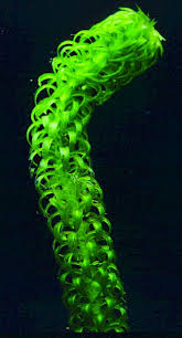 Image result for Lagarosiphon major