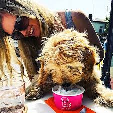Check out this new #local vendor: Kibble Bakery Dog Friendly Cafe Skipton Outside Seating Doggy Ice Cream And Latte Picture Of Kibble Bakery Skipton Tripadvisor