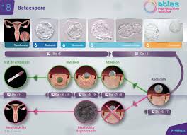 Sintomas De La Implantacion Del Embrion Cra Barcelona