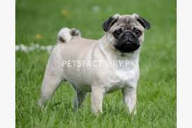 Check spelling or type a new query. Buy Pug Dogs Sell Pug Dogs Buy Pug Dogs Online In Pakistan Pug Dogs For Sale And Purchase