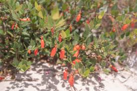 Image result for Rinorea elliptica