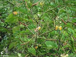 Image result for Senna occidentalis