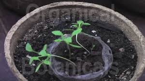 8 which produces true seed after fertilization. 1 Grow Poppies In 5 Stages How To Prep Soil Plant Seeds For Germinating Sprouts Video Dailymotion