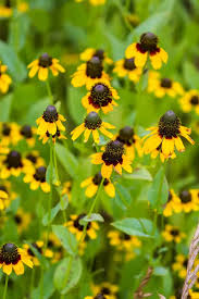 Image result for Ecbolium amplexicaule