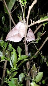 Image result for Craibia zimmermannii