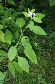 Image result for Hypoestes forskaolii