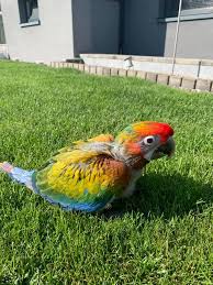 Be the first to review shamrock hybrid macaw cancel reply. Shamrock Macaw Hybrid Ara Hyacint Papagaje Facebook