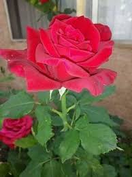 Www Facebook Com Www Facebook Com Www Facebook Com Https Www Facebook Com Flowers 143myinspiration Photos A 741695622650503 1145690885584306 Type 3 Theater Beautiful Flowers Rose Flower Blooming Flowers