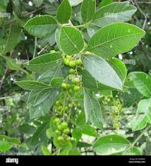 Image result for Searsia pyroides