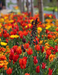 Tulpenfieber Pflanz Dir Den Fruhling Tulpen Pflanzen Und Blumenzwiebeln