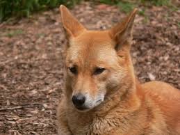 Yabani Kopek Dingo Avustralya Kopek Kedi Kopek Kedi