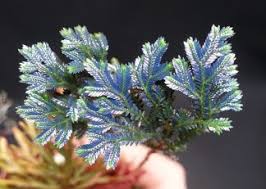 Image result for Selaginella afrorum