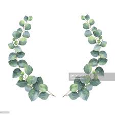 Stock Illustration Watercolor Wreath With Silver Dollar Eucalyptus Leaves And Branches Blattzeichnung Pflanzen Kunst Grafiken