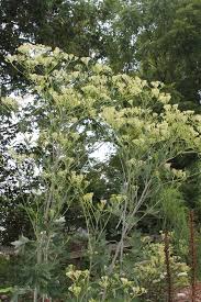Image result for Elaphoglossum lancifolium