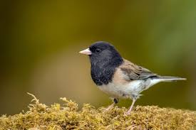 Black Bird With White Tipped Wings And Tail Dark Eyed Junco Portland Audubon Backyard Birds Dark Eyes Common Birds