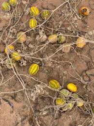 Image result for Cucumis aetheocarpus